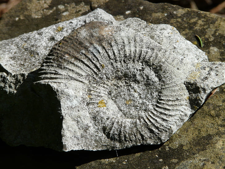Ammonit, förstening, snigel, Shell, kalksten, fossila, sten