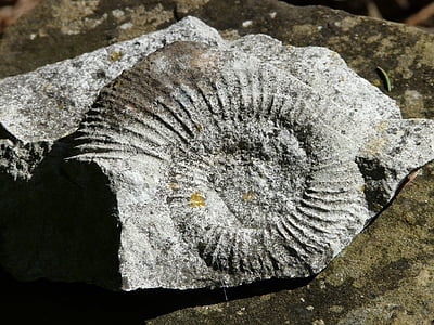 ammonit, petrification, slak, shell, kalksteen, fossiele, steen