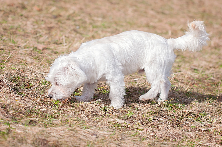 pas, bijeli, mladi pas, malteški, mali, mali pas, ljubimac