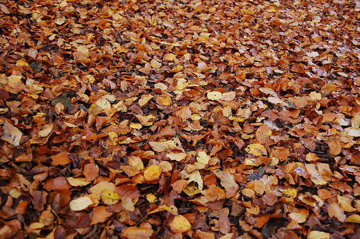 leaves, autumn, nature, forest