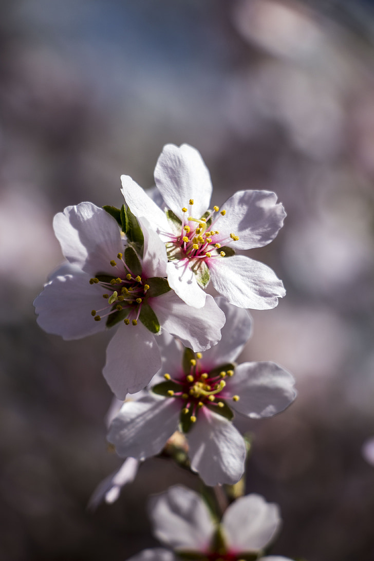 spring, flower, white