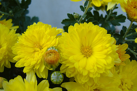 λουλούδι, Κίτρινο, Κήπος, φυτό, φύση, το καλοκαίρι, πέταλο