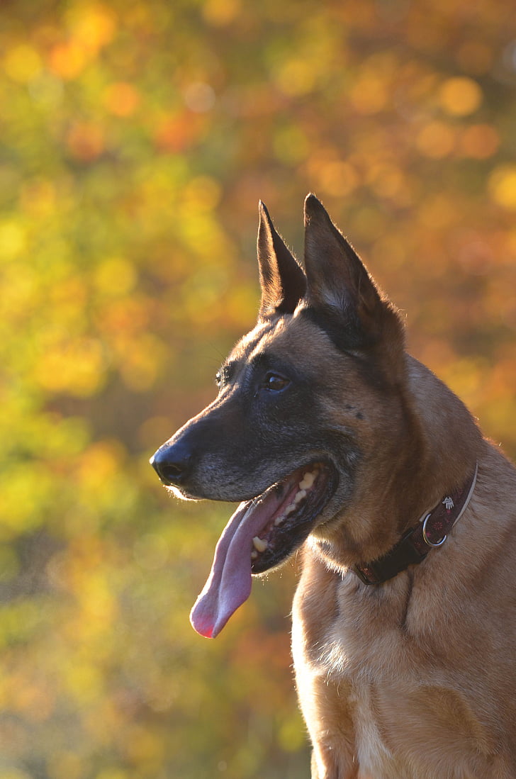 automne, Malinois, chien, feuilles, Forest, nature