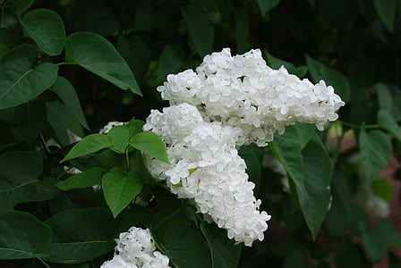 Lila, Blossom, kevään, Bloom, Syringa vulgaris, valkoinen, Puutarha