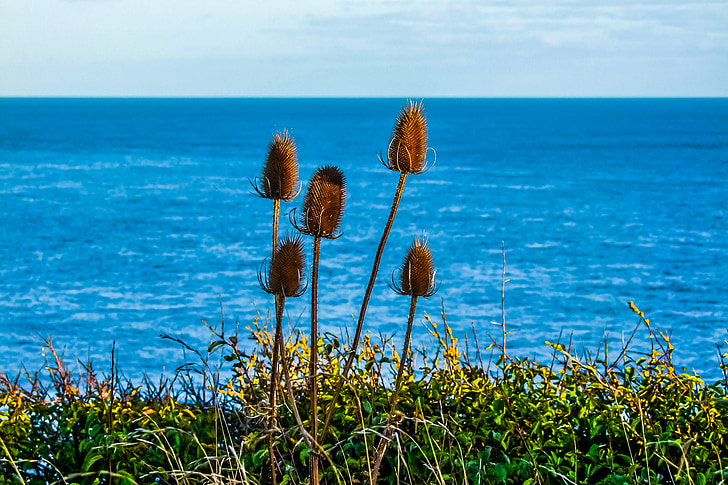 marí, Juràssic Costa, Mar, natura, blau, l'estiu, planta