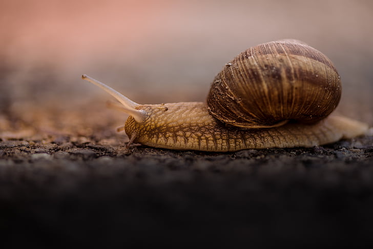 snail, outdoor, blur, animal, insect, slimy, nature