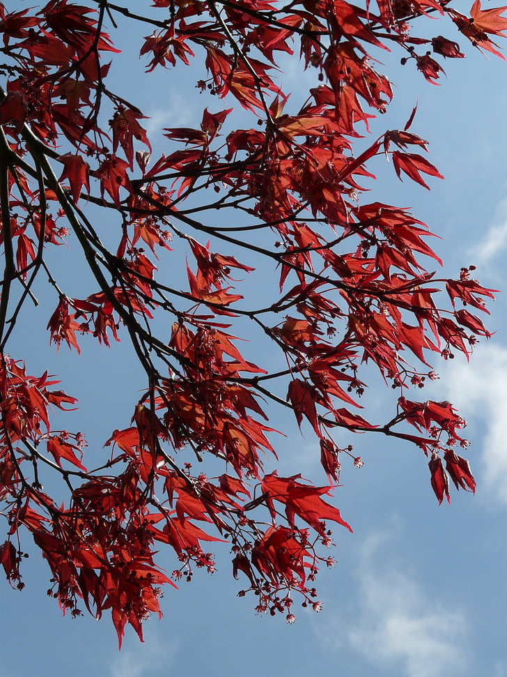 Red maple, prydnadsväxter, fläkten lönn, lönn, träd, Bush, Leaf