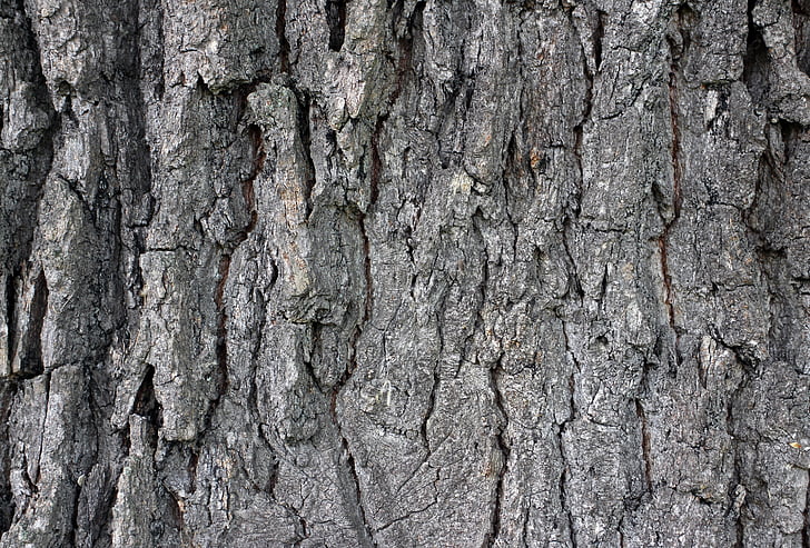 bark, wood, tree, log, tree bark, structure, background