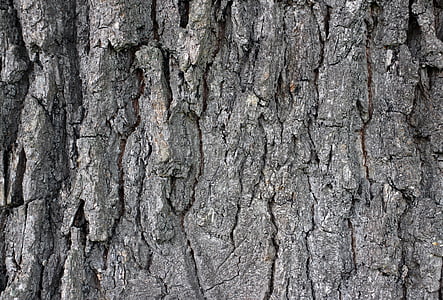 bark, trä, träd, Logga in, Barken, struktur, bakgrund