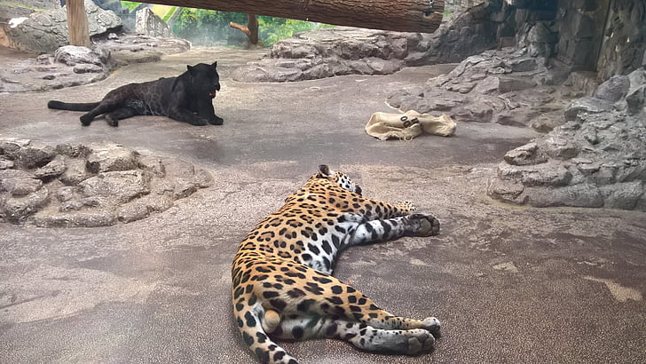 Leopard, preto, jardim zoológico, animal selvagem, a dormir, vida selvagem, animal