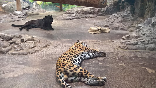 Lleopard, negre, zoològic, animal salvatge, dormint, vida silvestre, animal