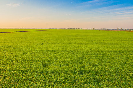 ryža, zobrazenie obrázka, kukuričnom poli, pole, poľnohospodárska pôda