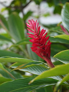 raudona, gėlė, atogrąžų, sodas, Cebu, Filipinai, Gamta
