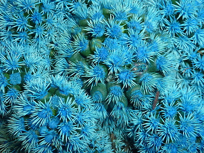 augu, Kaktuss, zila, puķe, ziedēšanas