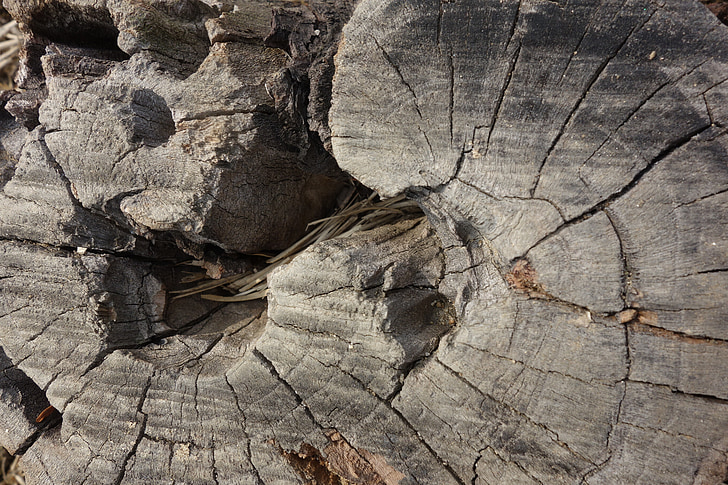 árbol, madera, patrón de, naturaleza, madera - material, fondos, marrón