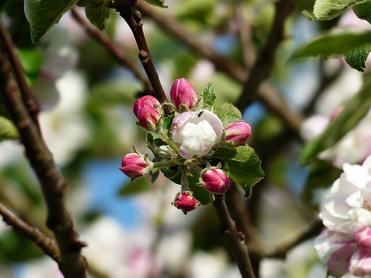 flor de la manzana, árbol de manzana, flor, floración, Blanco, rosa, rama