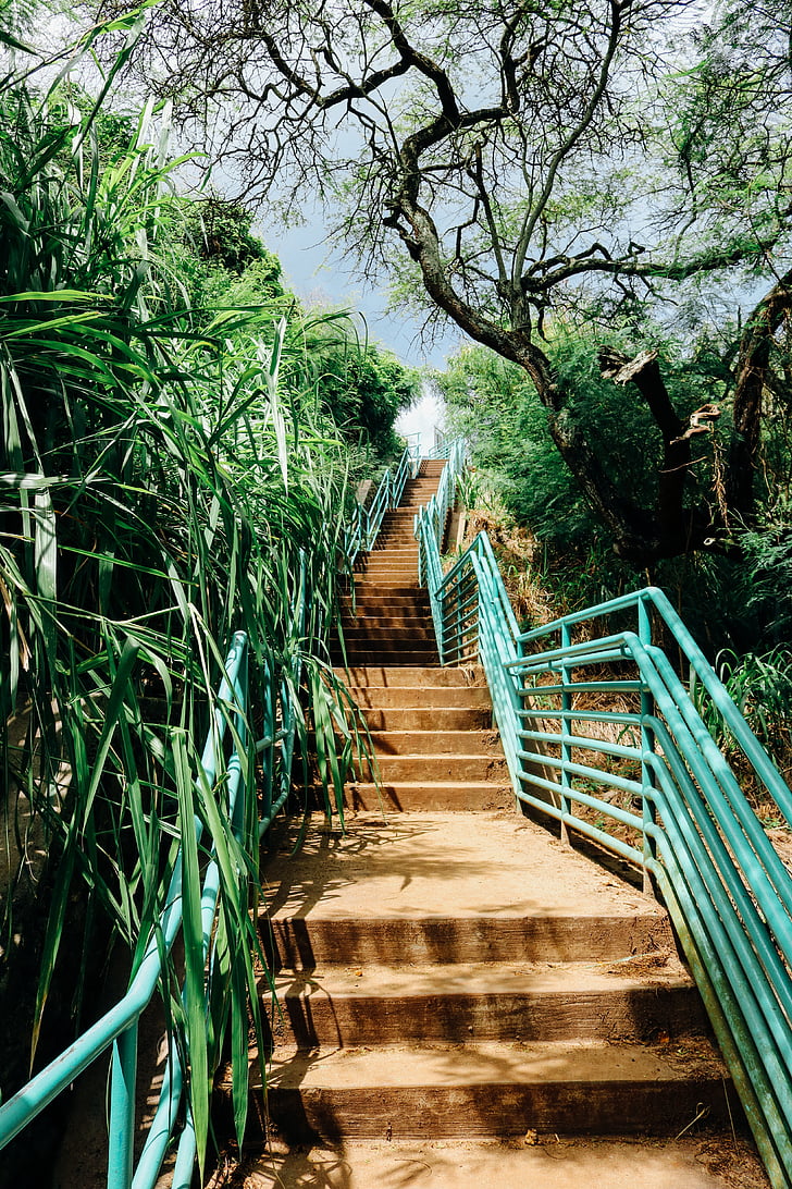 stairs, outdoor, trail, staircase, nature, trees, green