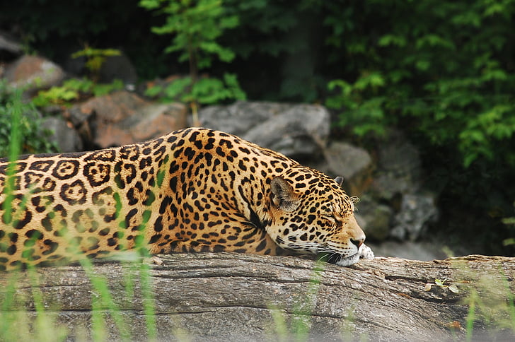 Pantera, dorme, animal, jardim zoológico, gato, gato selvagem, gato grande