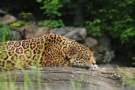 Panther, schläft, Tier, Zoo, Katze, wilde Katze, große Katze