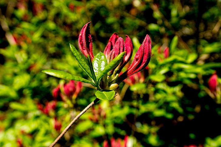 Azalea, Rododendro, fiori, pianta, primavera, luminoso, chiudere