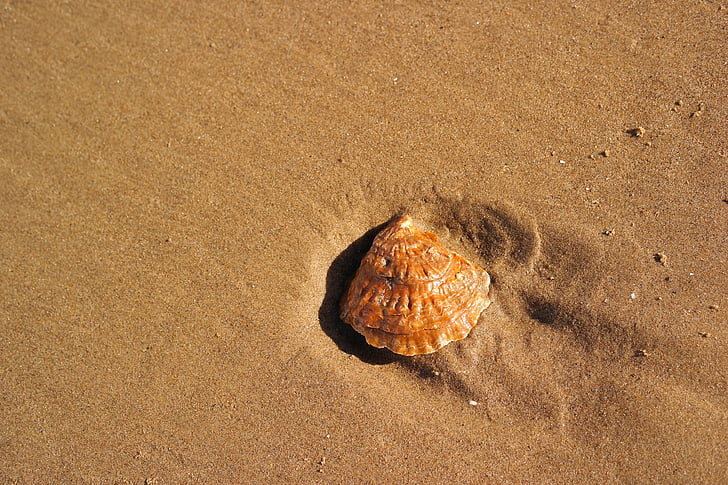 beach, seashell, sand, shell, beach sand, sea, nature