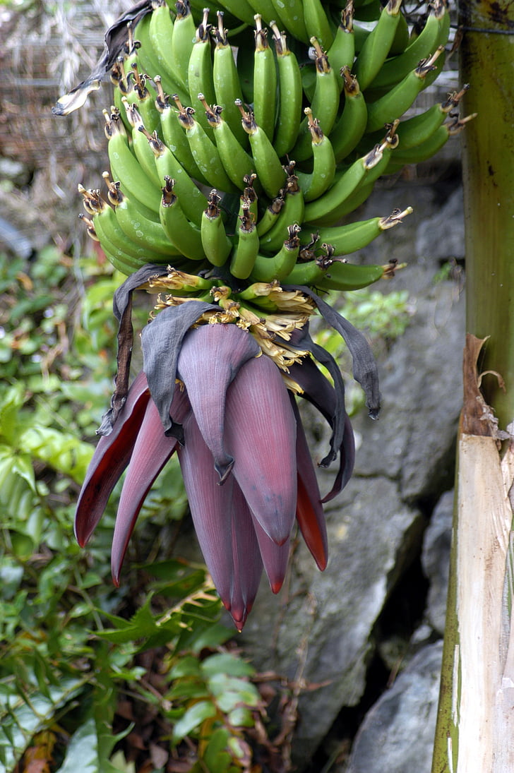 banana, natureza, frutas, frutas, comida, planta de banana, arbusto banana