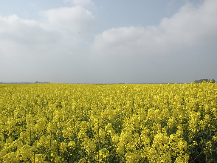 rapeseed field, nature, groningen, agriculture, oilseed Rape, yellow, rural Scene