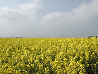 rapeseed field, nature, groningen, agriculture, oilseed Rape, yellow, rural Scene