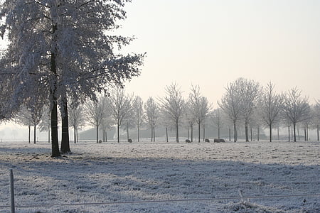 zimné krása, zimné portrét, Winter stromov, oceľovou modrú oblohu, Zimná krajina, vianočné obrázok, zimné scény