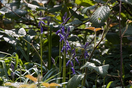 bluebells, Dzīvžogu augi, laukos, lauku, puķes, Pavasaris