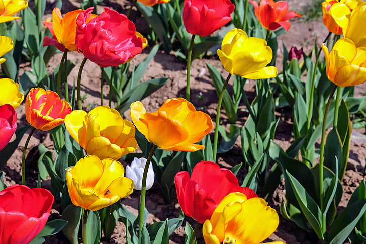 tulips, flower, blossom, bloom, colorful, nature