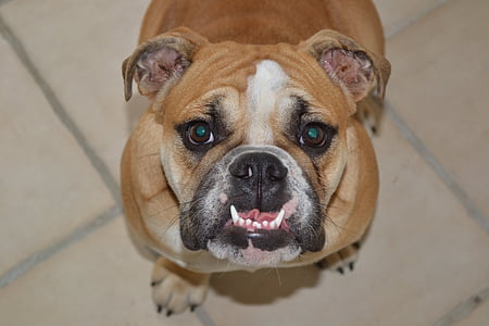 dientes caninos, Bulldog, perro, bulldog inglés, mascota, animal
