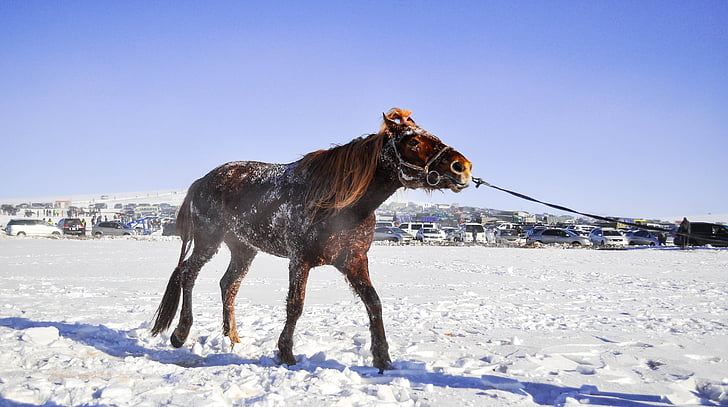 paard, wedstrijd paard, Mongools, snelheid, paardenrennen, paardenrace, dier