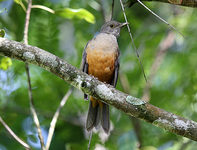 cremosa arancio, uccello, uccello tropicale, colorato, sul ramo, brasiliano, foresta