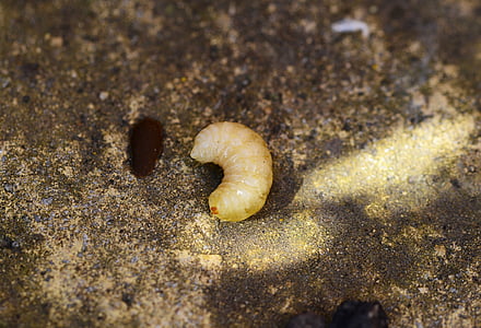 larva d'abella de mel, Apis mellifera, grub, abella, escotilla, cria, pupes