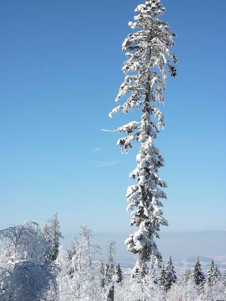 sneg, drevo, pozimi, zimski, jelka, hladno, zimsko razpoloženje