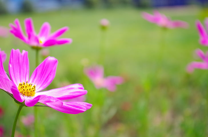 Daisy, paarse bloemen, universum plant, groen, veld, grasland