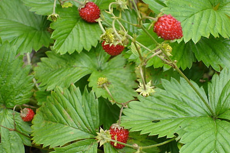 strawberries, forest, fruits, fruit, food, freshness, ripe