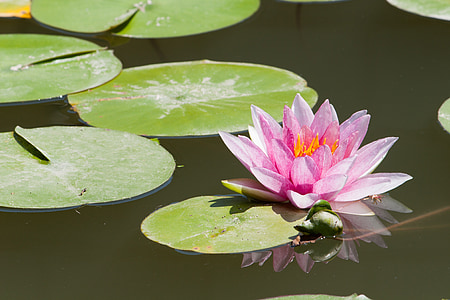 Seerose, See, Lotus, Blume, Teich, natürliche, Schönheit