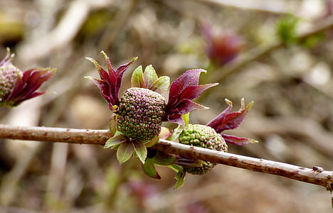 Flower bud, musim semi, alam, ungu, mekar