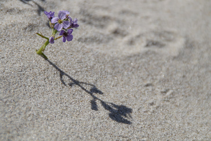 모래, 비치, 식물, 플로 라, 꽃, 작은, 외로운