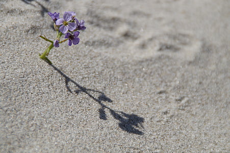 sand, beach, vegetation, flora, flower, small, lonely