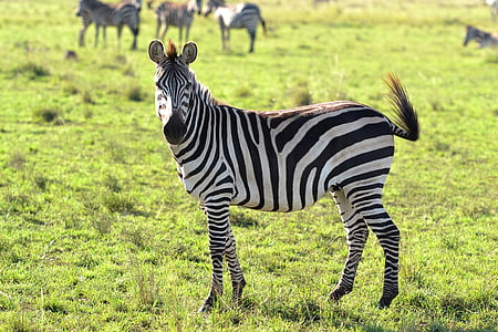 hewan, hewan liar, Zebra, Zebra, bergaris-garis, rumput, hewan di alam liar