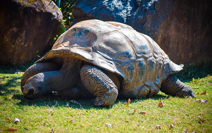 reptile, tortoise, turtle, wildlife, zoo, nature, shell