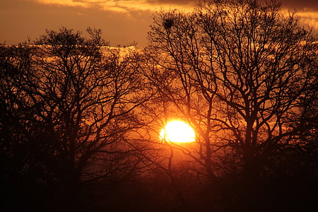 日出, 太阳, 天空, morgenrot, 心情, 早晨的太阳, 树木