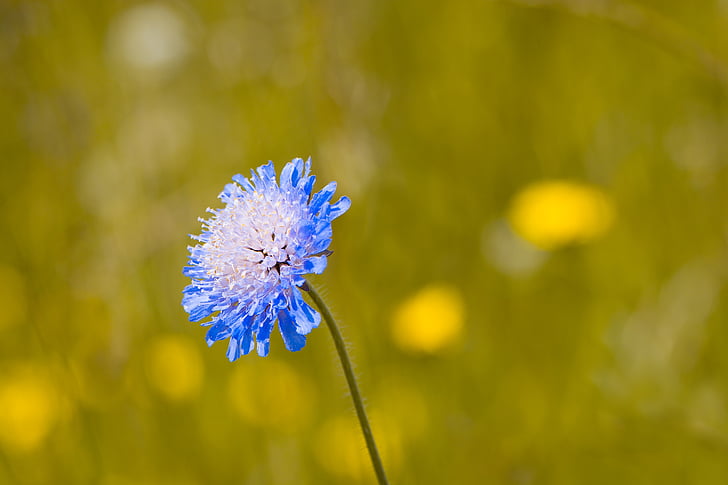døve-skabiose, Skabiose columbaria, Caprifoliaceae, blomst, blå, blå blomst, blå wiesenblume