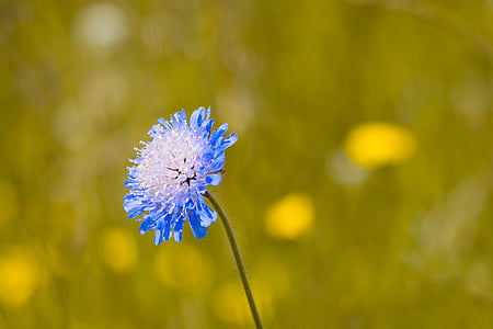 głuchy skabiose, Driakiew columbaria, Caprifoliaceae, kwiat, niebieski, Niebieski Kwiat, niebieski wiesenblume