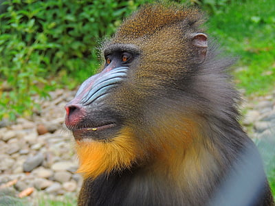 mico, Joan, animals, Àfrica, pelatge, fauna, zoològic