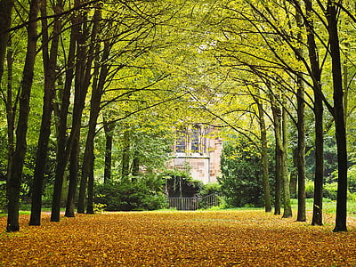 Park, Avenue, dreves, stran, narave, jeseni, podložene drevoreda