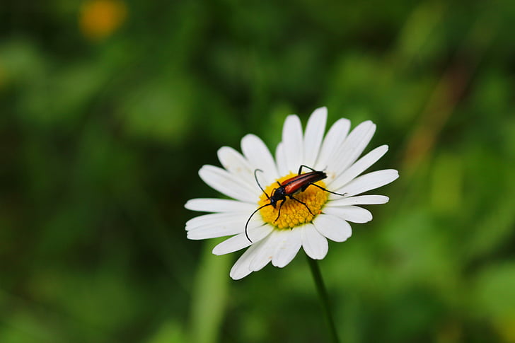 chamomile, beetle, flower, summer, sunny, nature, insect
